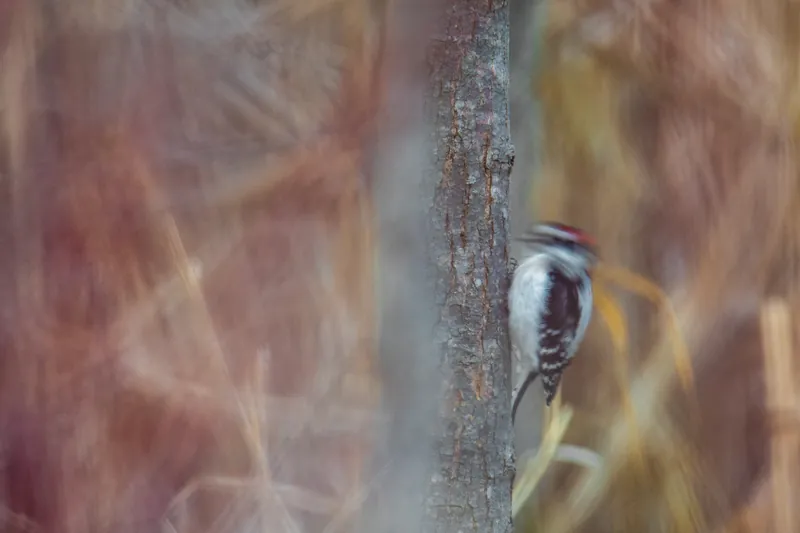 Downy woodpecker, susurration, Ulao Creek, Wisconsin. 2019.